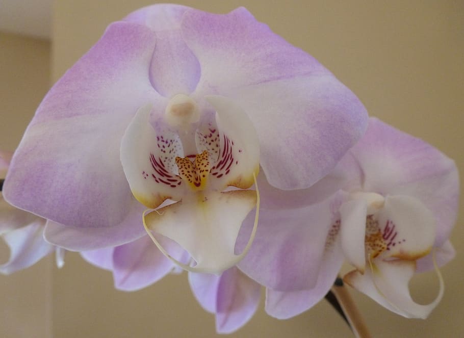 Phalaenopsis, orquídea, flor, orquídea polilla, rosa, exótica, planta floreciente, vulnerabilidad, fragilidad, frescura