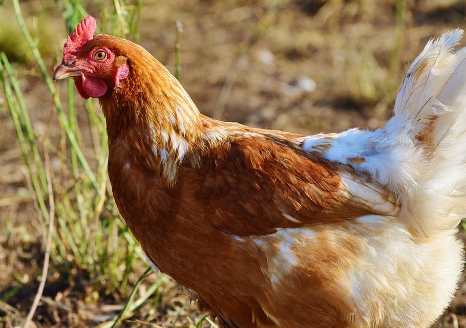 選択 フォーカス写真 茶色 白 鶏 鶏肉 範囲 家畜 農場 鳥 Pxfuel