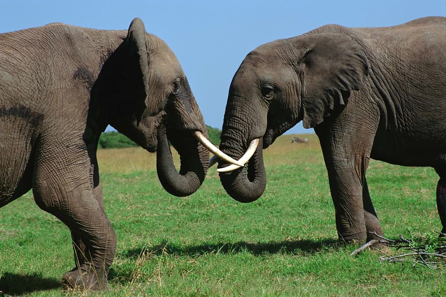 african elephant fighting