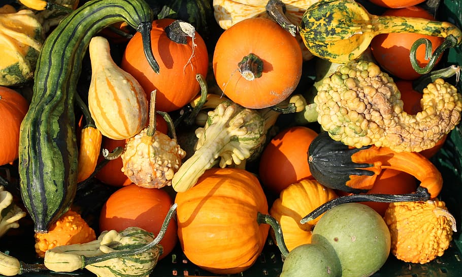 variety of vegetables, Pumpkins, Yellow, Vegetables, Food, cucurbita, choice choose, pumpkin, vegetable, halloween