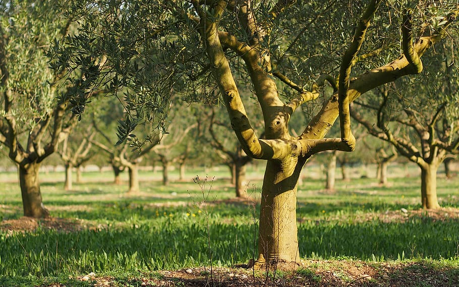 trees under grasses, fields, olivier, provence, olives, close up, tree, nature, field, grass