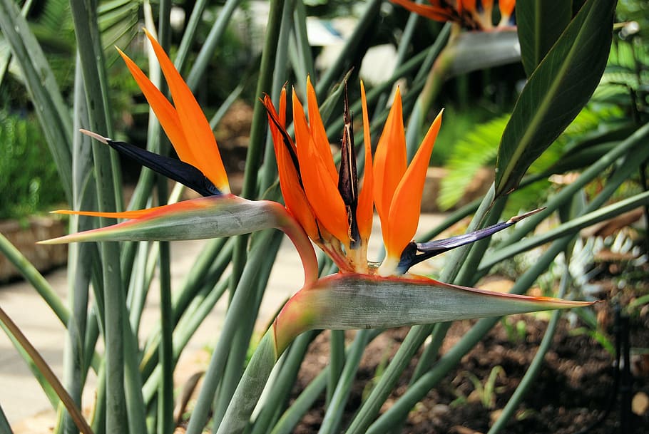 planta, strelitzia reginae, sudáfrica, naranja, flor, ave del paraíso -  planta, planta floreciendo, crecimiento, belleza en la naturaleza, frescura  | Pxfuel