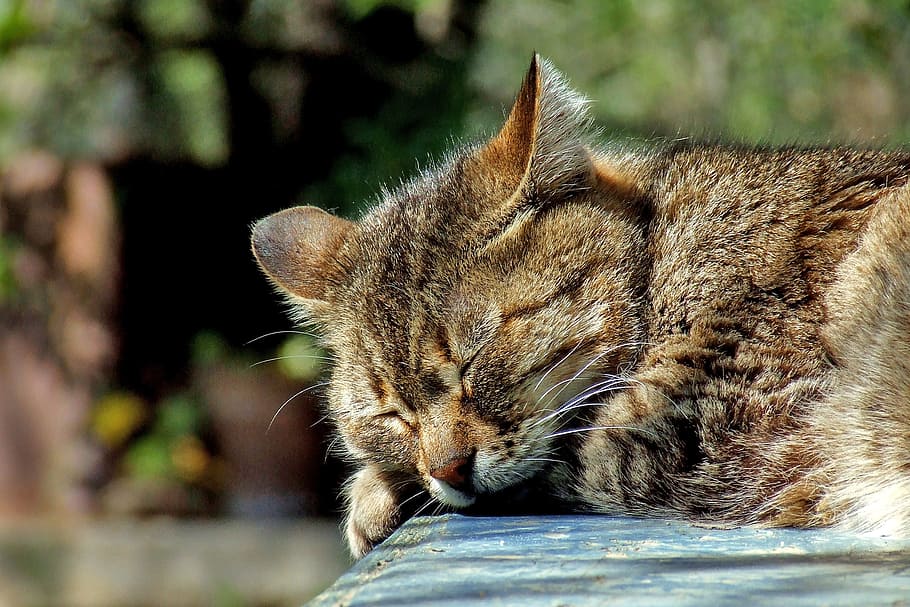 kucing coklat, kucing, sedang tidur, taman, rumah tangga, coklat, lucu, bergaris garis, kitty, di luar ruangan