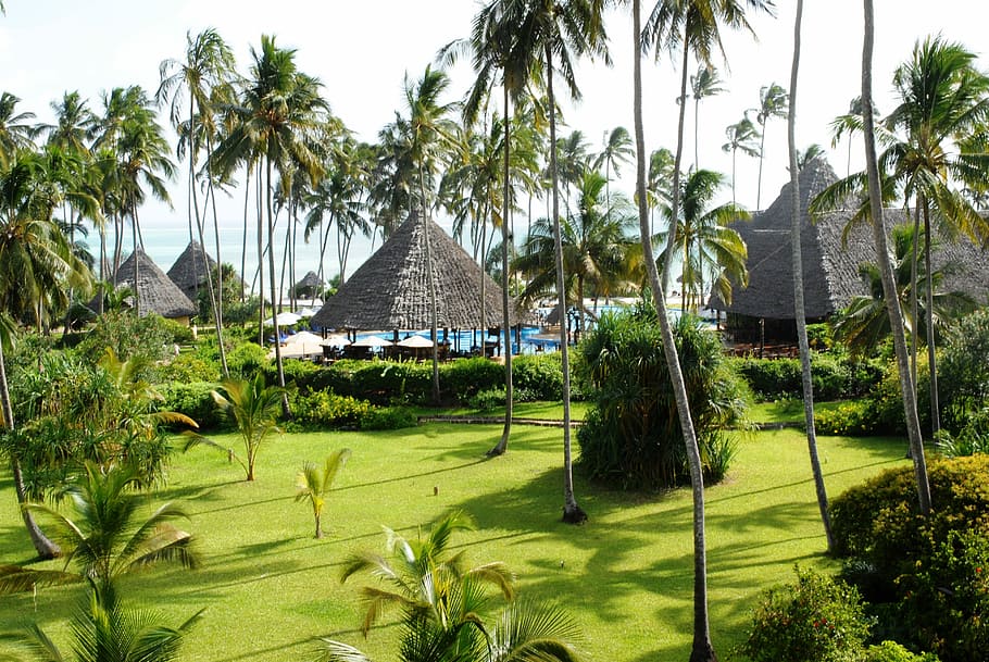 palm trees, daytime, Tropical, Zanzibar, Ocean, Paradise, ocean paradise, garden, scenic, tanzania