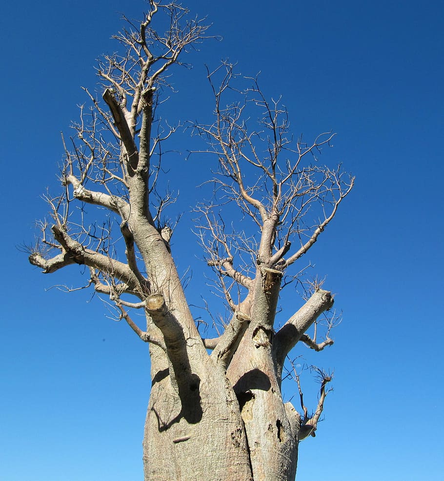 baobab, perth, kings park, tree, adansonia digitata, dead-rat tree, monkey-bread tree, upside-down tree, cream of tartar tree, australia