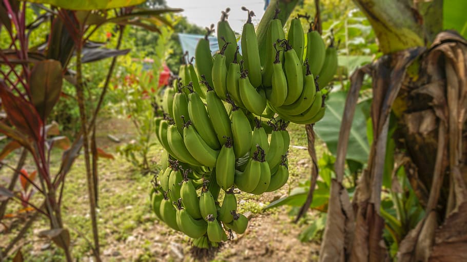 tanaman, pohon, buah, pisang, makan sehat, makanan dan minuman, pertumbuhan, makanan, menanam, pohon pisang