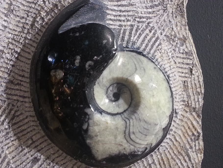 closeup, white, black, seashell decor, gem, healing stone, yin yang, mineral, stone, spiral