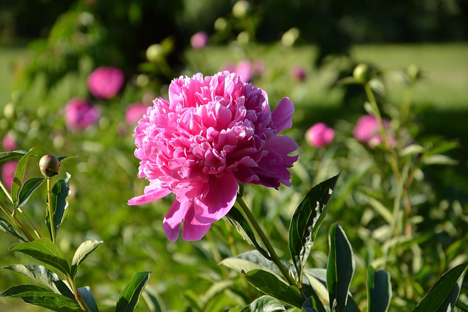 garden, flower, peony, flowering plant, plant, beauty in nature, pink color, freshness, growth, close-up