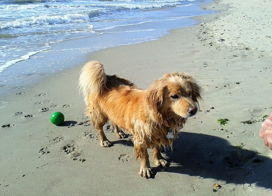 Dog, Sport, Water, Wet, Beach, Sea, Pets, fun, healthy, swim