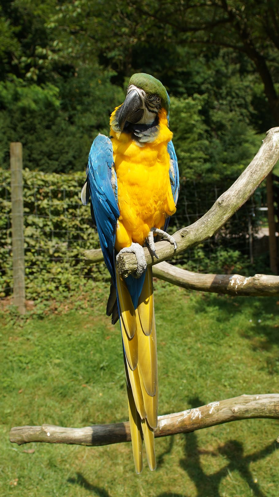 parrot, ara, bird, colorful, yellow macaw, kurpfalz-park, home guard, ara ararauna, vertebrate, animal wildlife