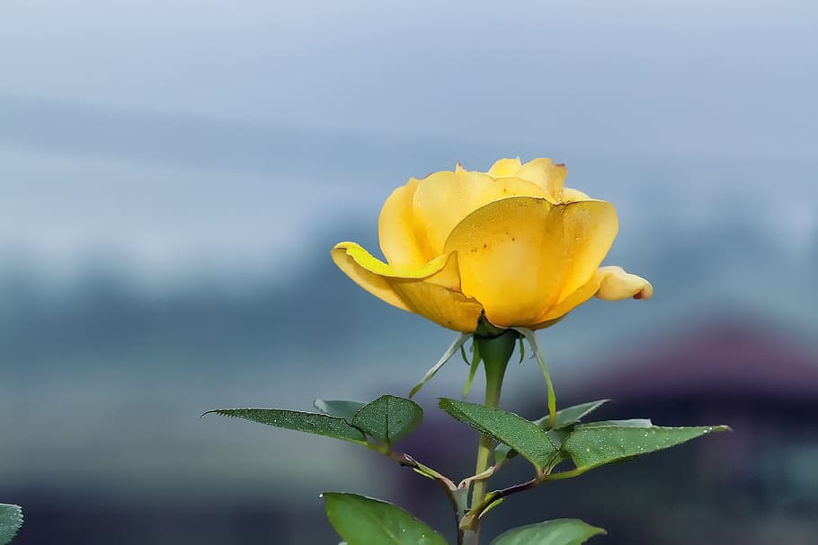 yellow rose, rose, flower, yellow, nature, love, petal, floral, elegant, bloom