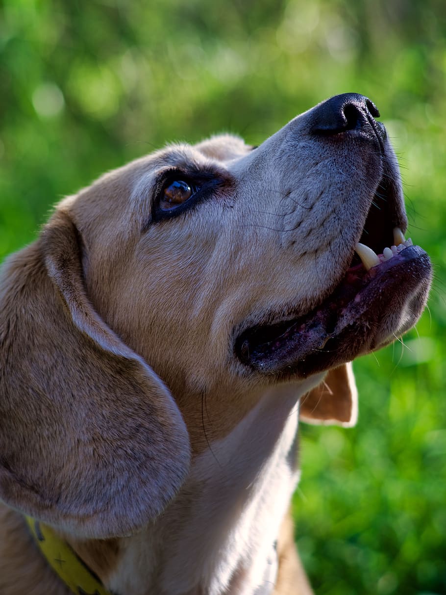 perro, beagle, mascota, animal, lindo, retrato, piel, cabeza, dientes, boca