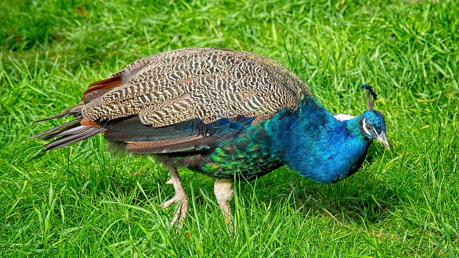 pavão, pavão azul, pena, plumagem, padrão, pássaro, iridescente, colorido, grama, temas animais