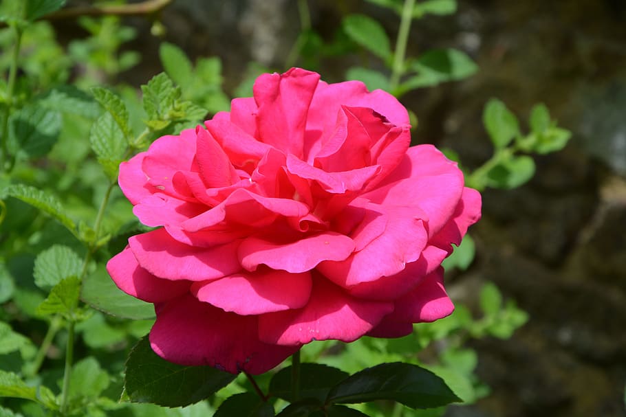 rosa, rosa espina, arbusto picante, flores de verano, color rosa fucsia, flor, planta floreciendo, belleza en la naturaleza, pétalo, planta