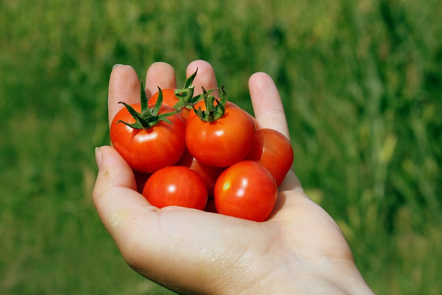 selective, focus photography, left, person, hand, bunch, tomatoes, cherry, handheld, matina