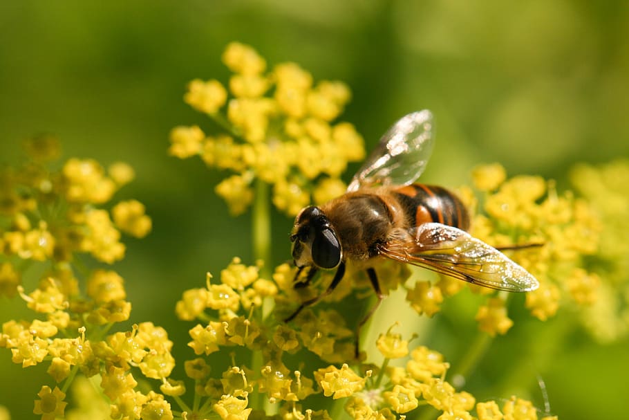 bee, spring, flower, nature, outdoors, organic, natural, wings, garden, bloom