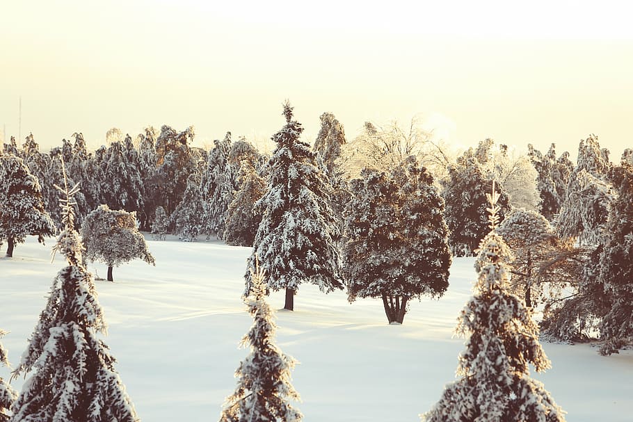 verde, árvores, coberto, neve, durante o dia, foto, árvore, inverno, frio, Canadá