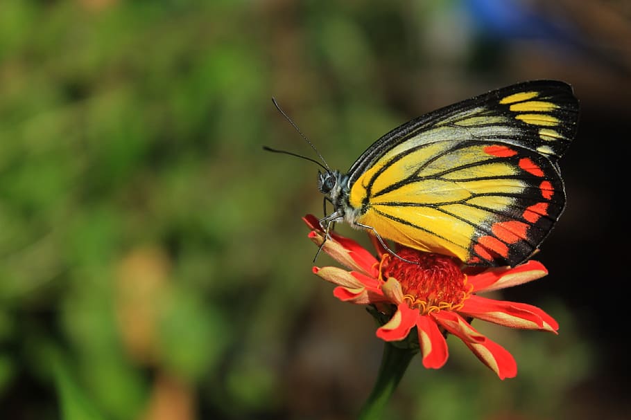 yellow, black, butterfly, perched, red, daisy flower, selective, focus photography, colorful, insect
