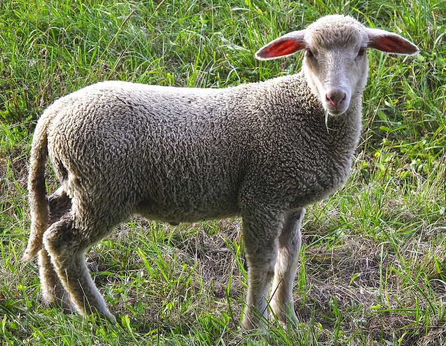 ovejas, ovejas jóvenes, pradera, rebaño, rebaño de ovejas, ovejas domésticas, ganado, animales, luz de fondo, pelaje