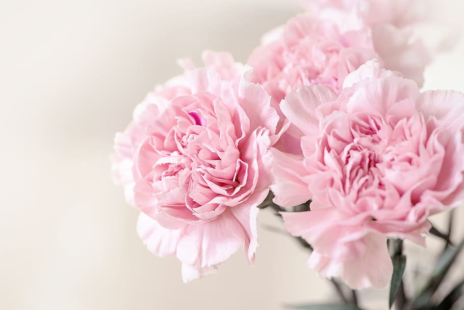 selective, focus photography, pink, petaled flowers, flowers, cloves, carnation pink, pink flowers, petals, schnittblume