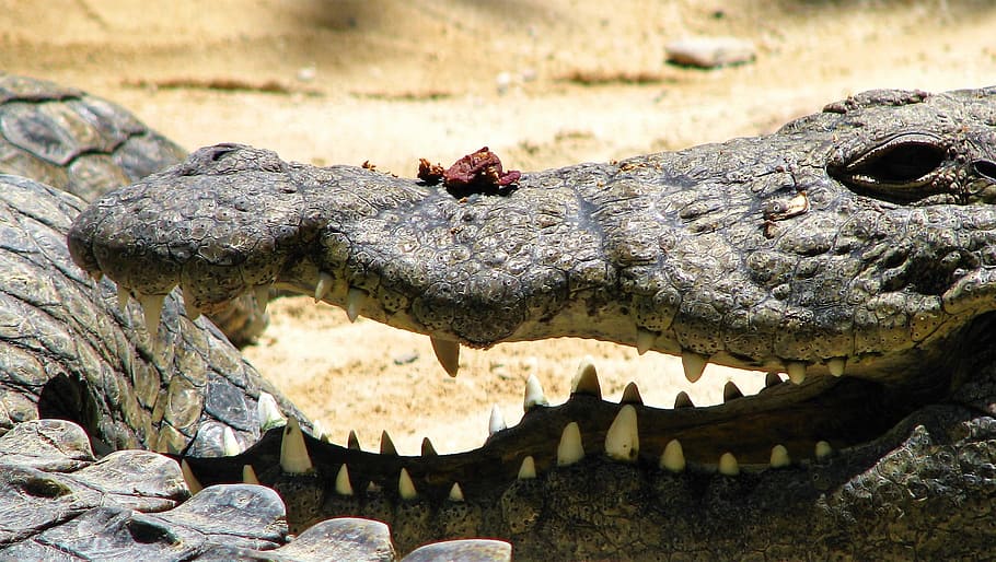 crocodile, alligator, reptiles, foot, kita, the teeth of the, nature, animal, wild animals, reptile