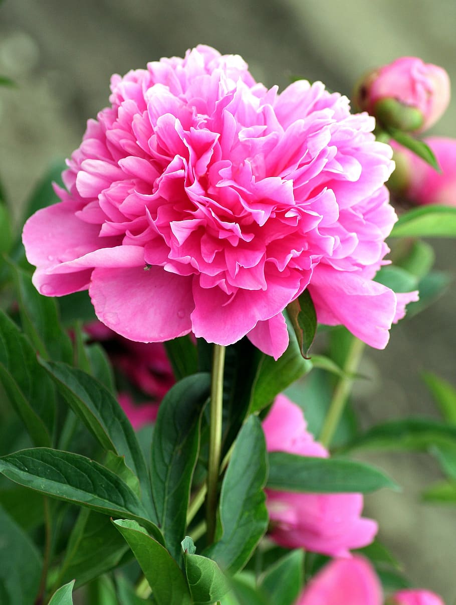 hortensias rosadas, peonía, flor, rosa, jardín, eclosión, pétalos, campo, naturaleza, floración
