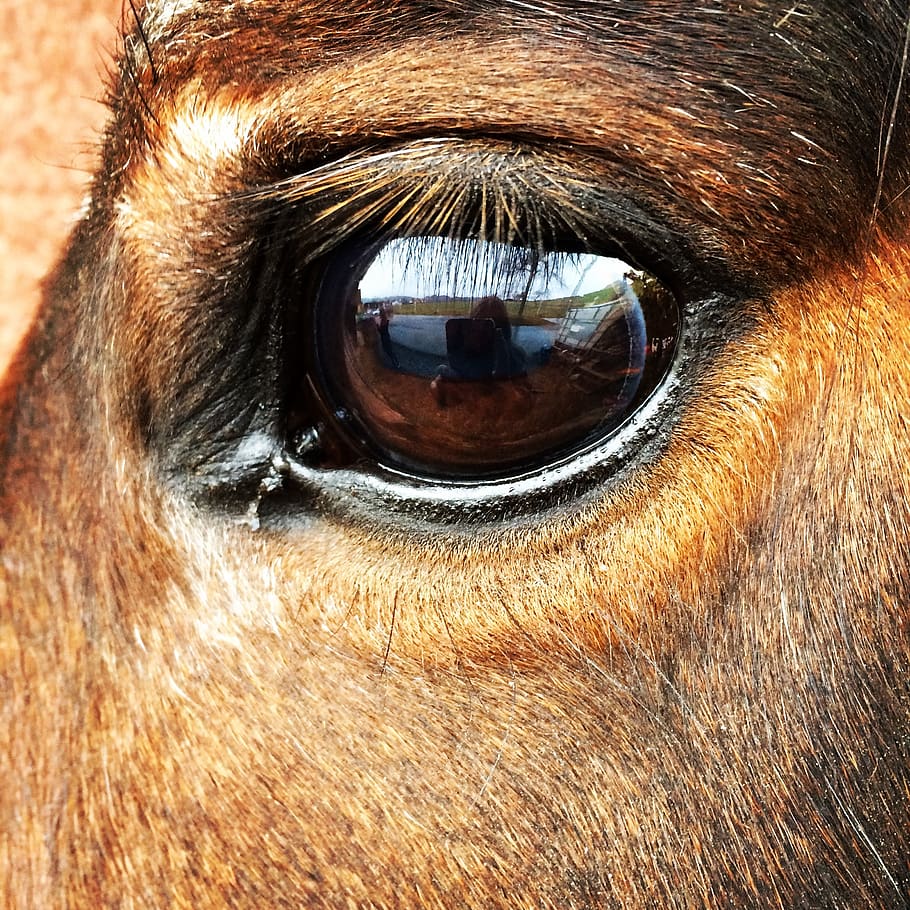 horse, eye, horse eye, beautiful, close-up, animal eye, domestic, one animal, animal, pets
