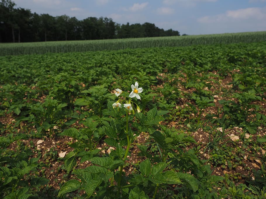 Potato, Field, Blossom, potato field, potato blossom, bloom, white, solanum tuberosum, earth apple, herdöpfel