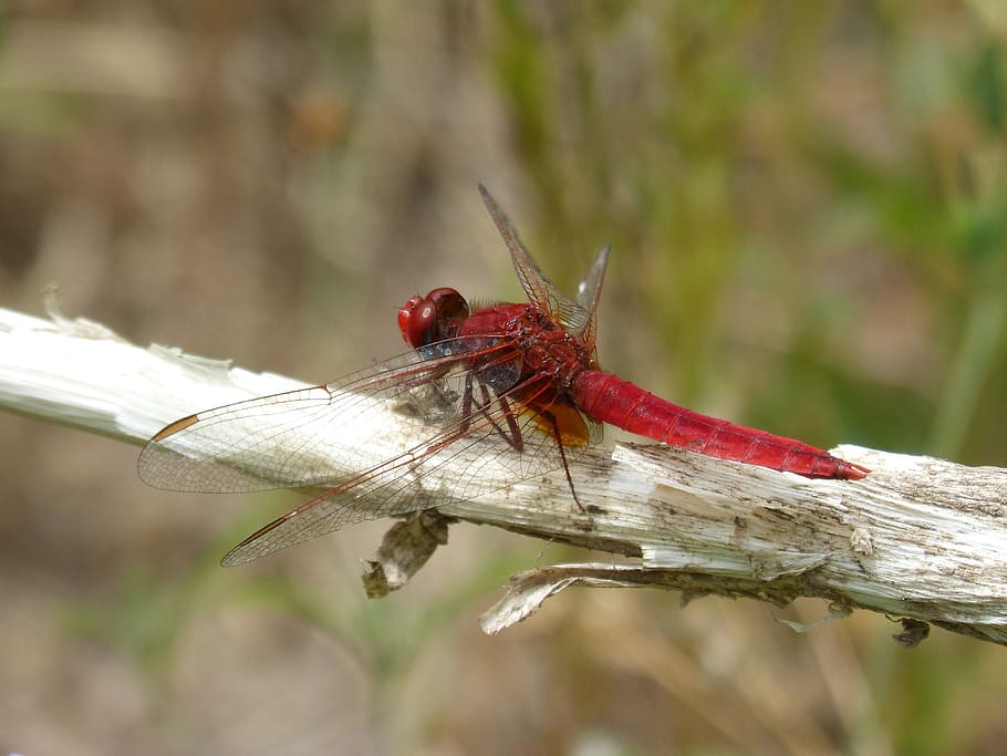 dragonfly, red dragonfly, erythraea crocothemis, cane, pond, sagnador scarlet, detail, insect, animal, animal themes