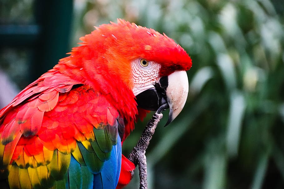 macaw, parrot, ara, ara macao, park, zoo, nature, wild, ave, fauna