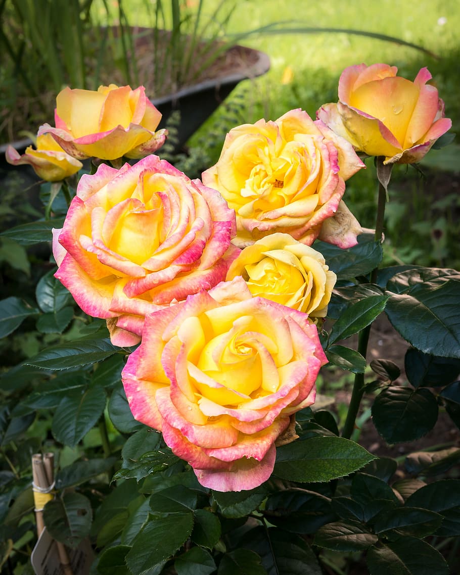 rose, blossom, bloom, pullman orient express, rose bloom, romantic, pink, yellow, love, valentine's day
