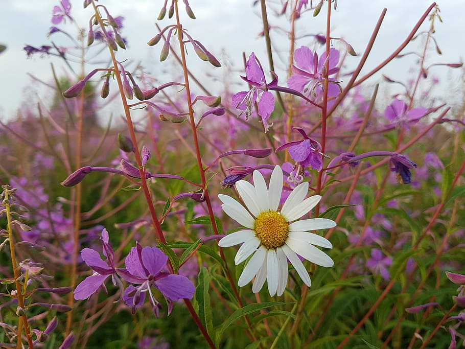 Nature, Plants, Daisy, blooming sally, flowers, flower, purple, pink color, outdoors, flowering plant