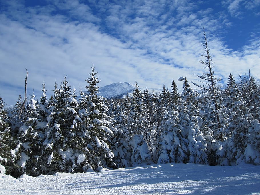 forest, fir trees, winter, snow, snowy, fir, tree, nature, landscape, coniferous