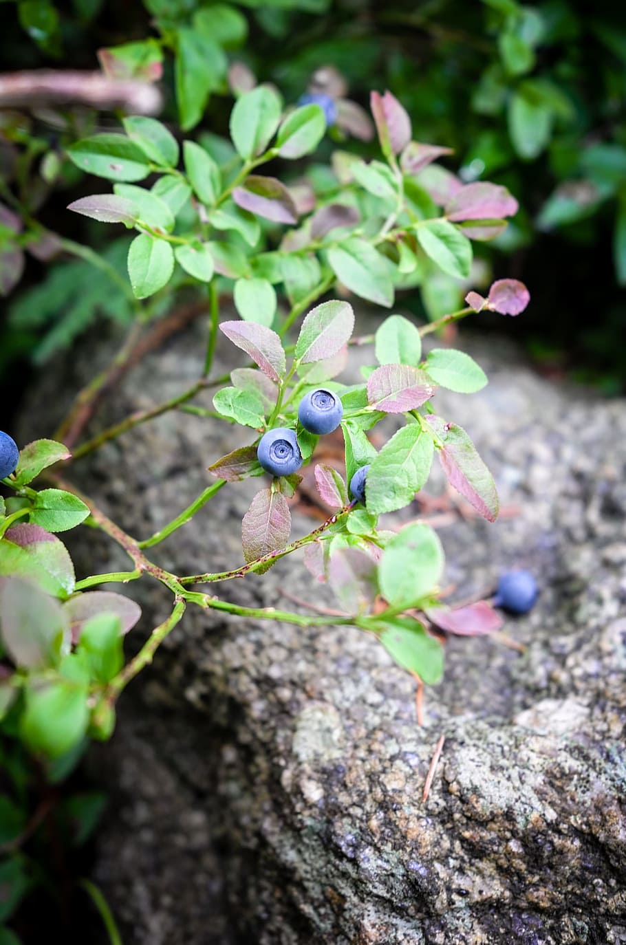 blueberry, nature, blue, delicious, healthy, fruit, forest, fruits, food, summer