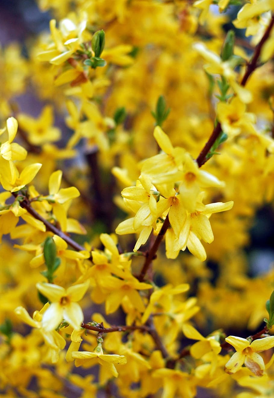 spring, yellow, flowers, forsythia, plant, background, flower, flowering plant, fragility, vulnerability