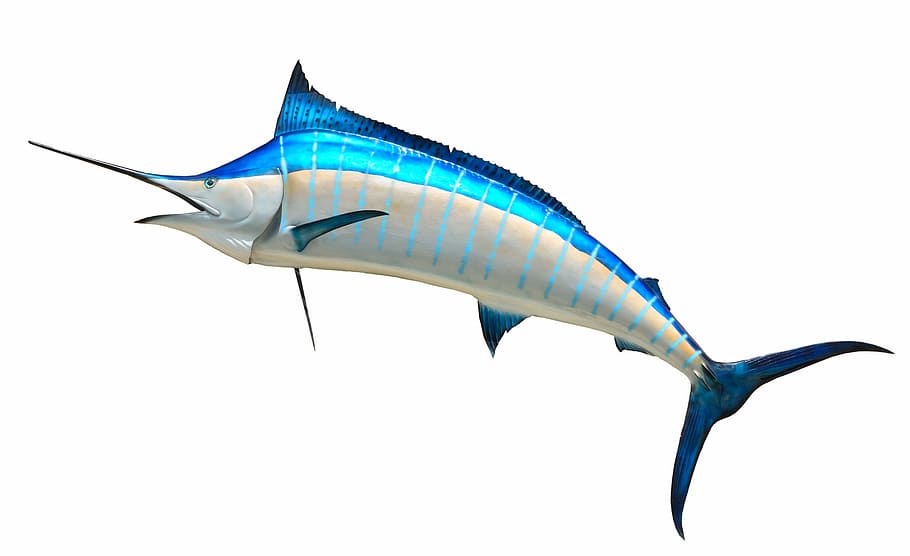 gray, blue, sword fish, blue marlin, taxidermy, fish, fishing, game, marlin, mounted