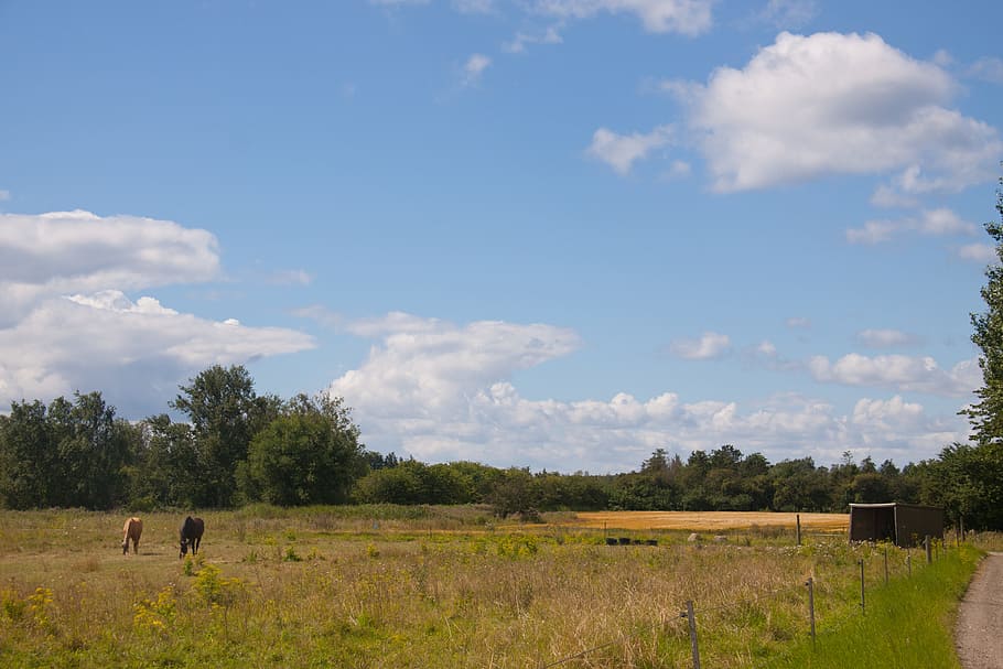 field, blue sky, clouds, sums, vegetation, trees, denmark, nordic, sky, plant