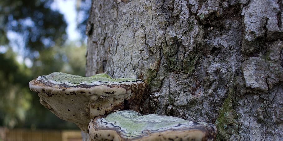 tree, mushroom, fungus, textured, tree trunk, focus on foreground, trunk, day, plant, close-up