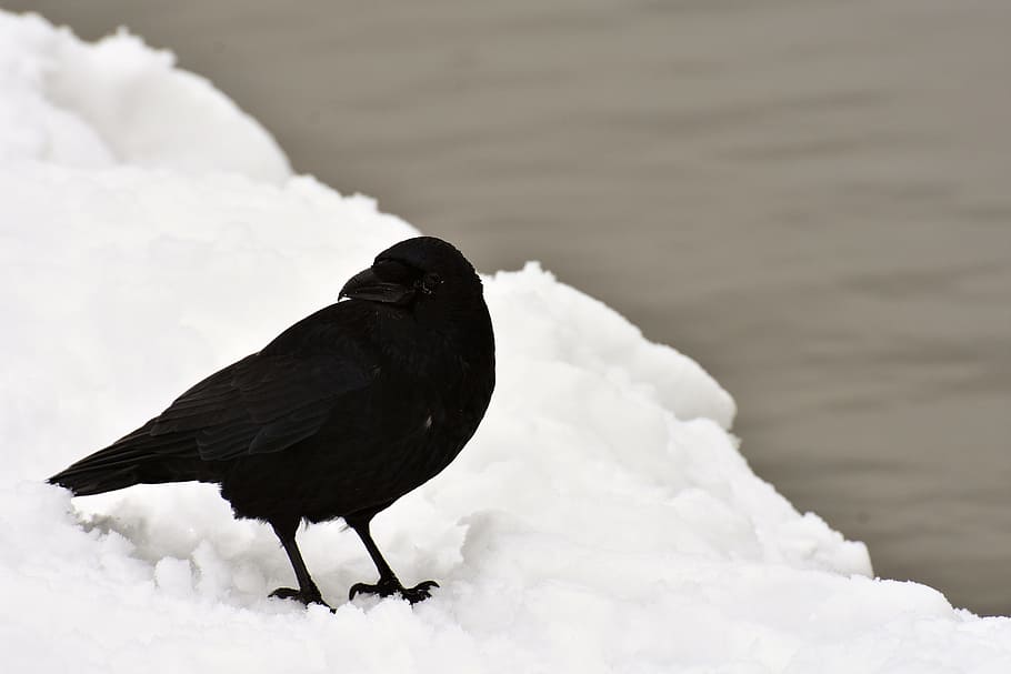raven, crow, raven bird, snow, winter, bird, black, feather, animal, nature