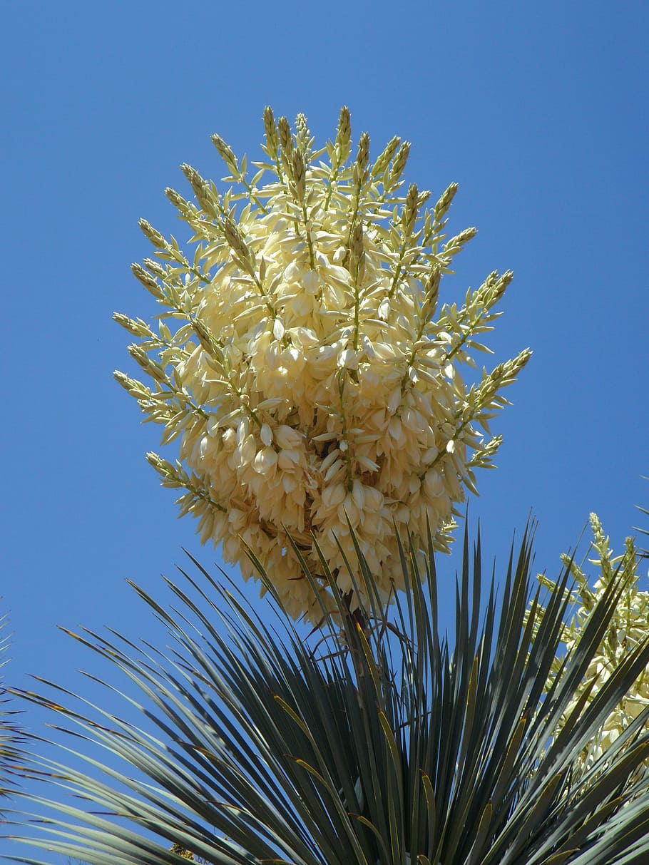 yucca, yucca palm, mekar, flora, bunga, tanaman, keluarga lily, putih, semak, langit