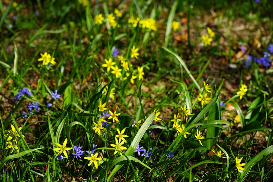 forest - yellow star, gagea lutea, blossom, bloom, flower, yellow, ordinary yellow star, forest gold star, yellow star, gold star