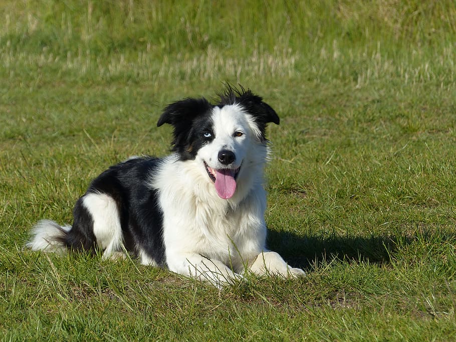 Cachorro, Border Collie, animal, animal de estimação, preto, branco, acesso remoto, três cores, cães, preto branco