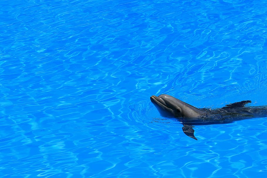delfín negro, delfín, agua, piscina, vista previa, nadar, aletas, mamífero, azul, mojado