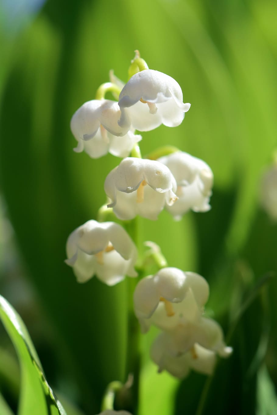 macro photo, white, flowers, lily of the valley, flower, spring, nature, plant, signs of spring, bell