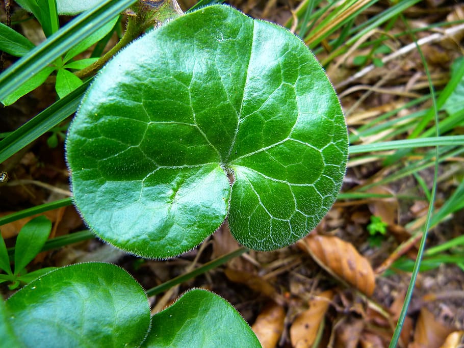 green leafed plant, leaf, shiny, gloss, green, ordinary haselwurz, plant, forest plant, asarum europaeum, striking plant