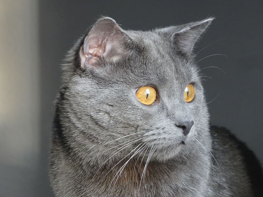 gris, fotografía macro, gato persa, chartreux, gato, animales, mascota, mieze, gato doméstico, mascotas