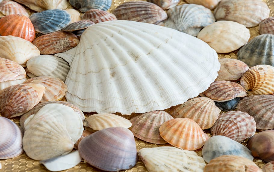 lote de conchas de cores sortidas, conchas do mar, conchas, mar, concha do mar, oceano, natureza, concha, verão, textura