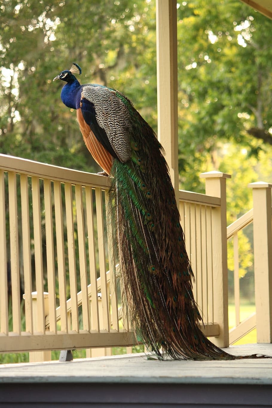 peacock, white, wooden, handrails, across, trees, daytime, porch, birds, beautiful