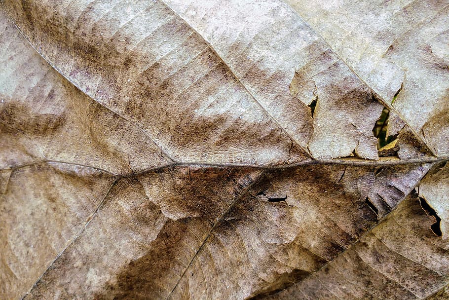 dry leaf, textures, fall, humus, brown, natural, background, wallpaper, full frame, backgrounds