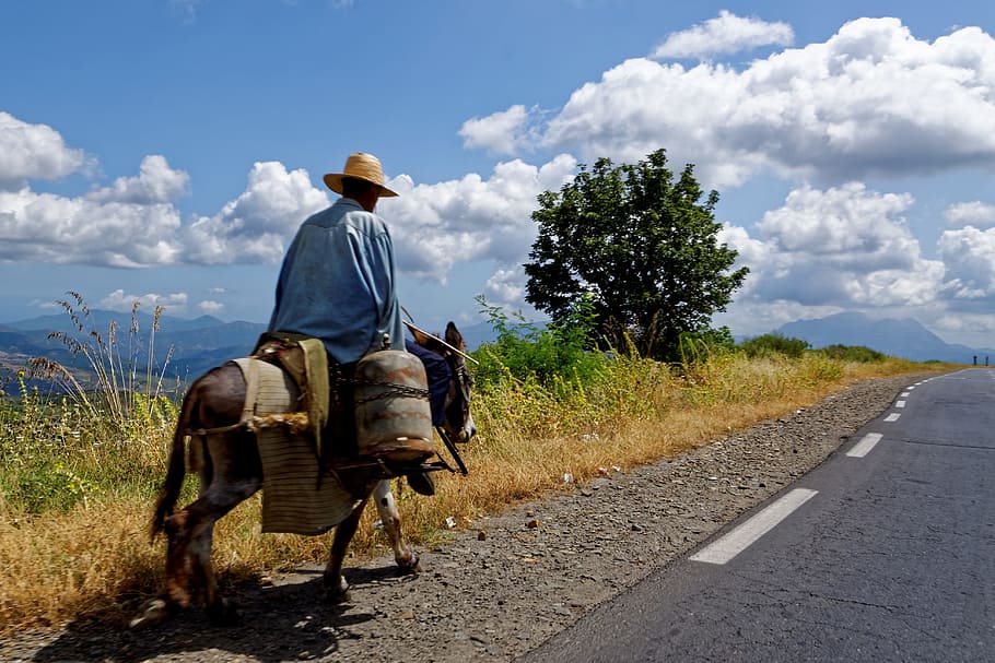 manusia, berkuda, kuda poni, di samping, jalan raya, Kabylie, Aljazair, Afrika, Lansekap, jalan